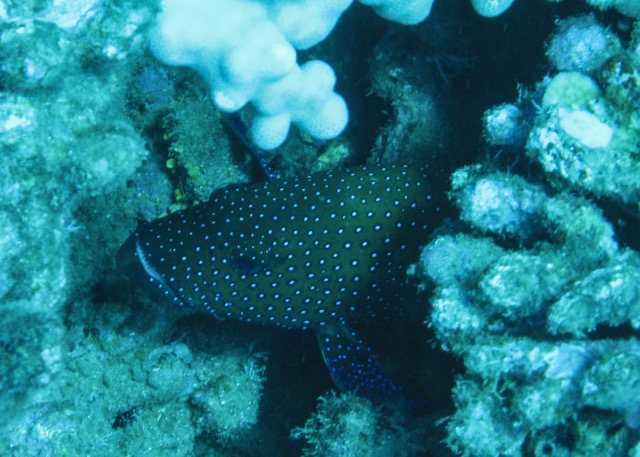 Maui Diving and Driving - 27.jpg