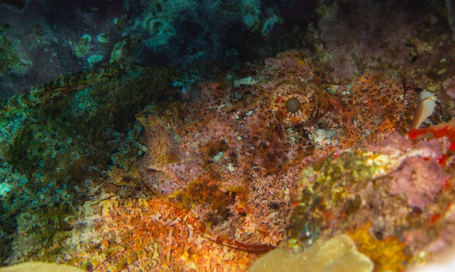 Maui Diving and Driving - 48.jpg