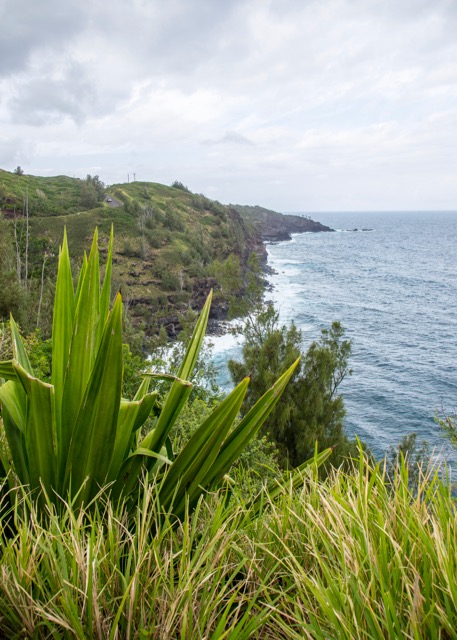Maui Diving and Driving - 62.jpg