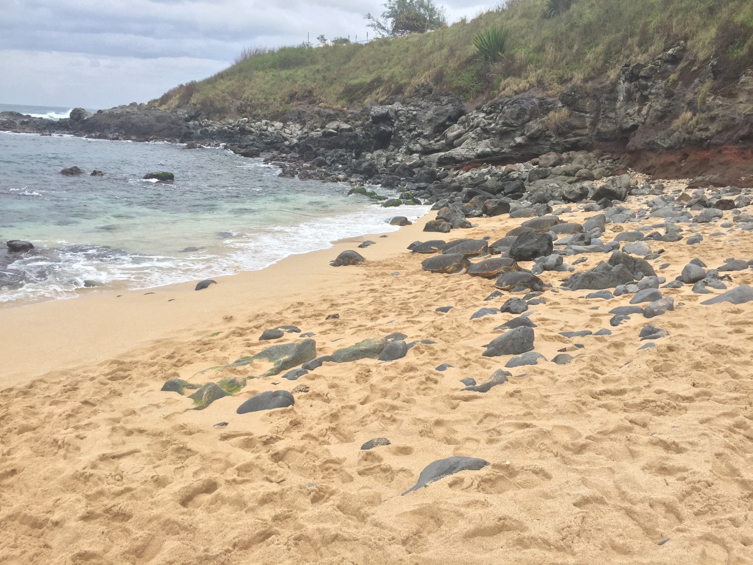 Some are rocks, some are turtles - from a distance it's hard to tell...