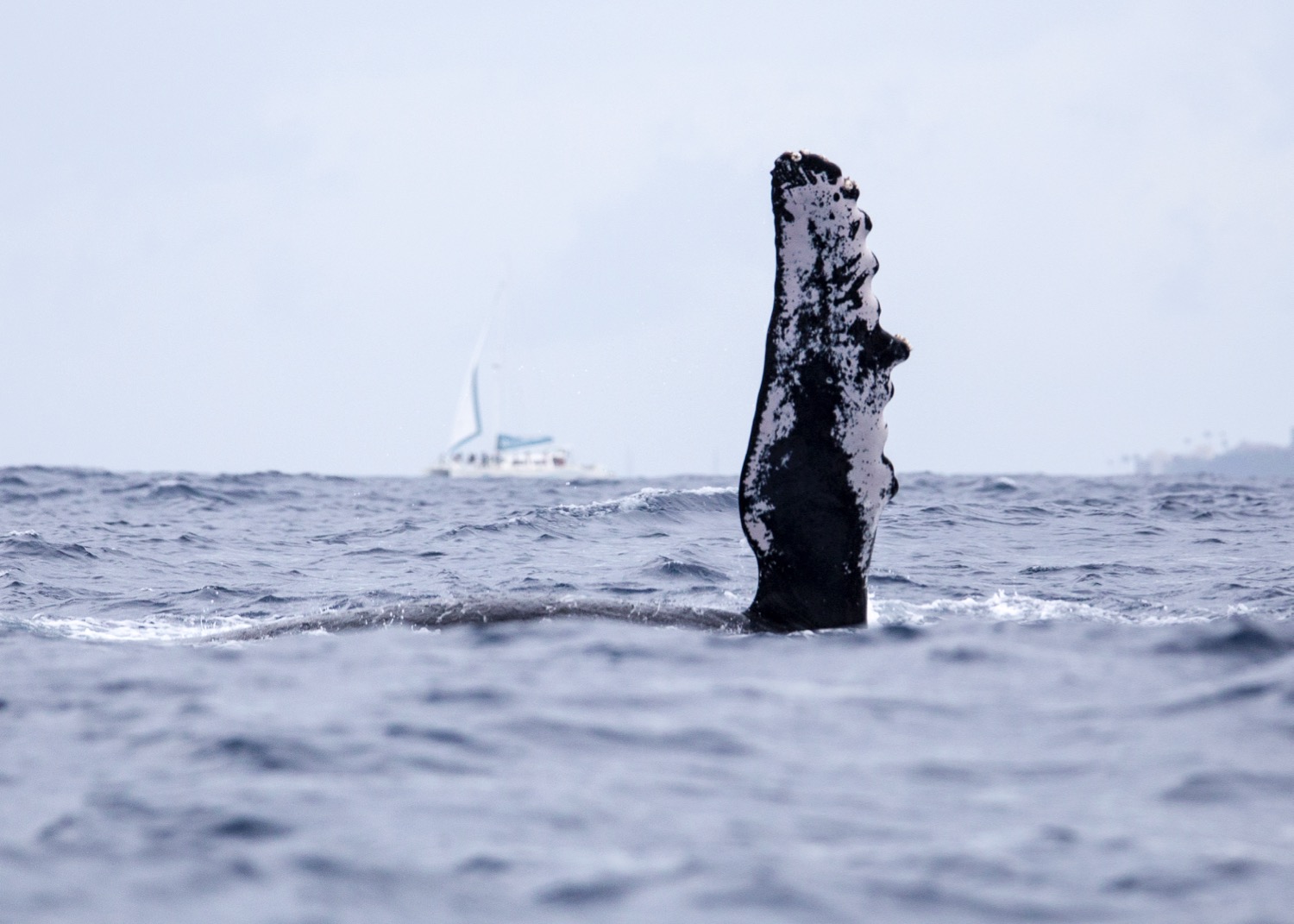 Whales - 6.jpg