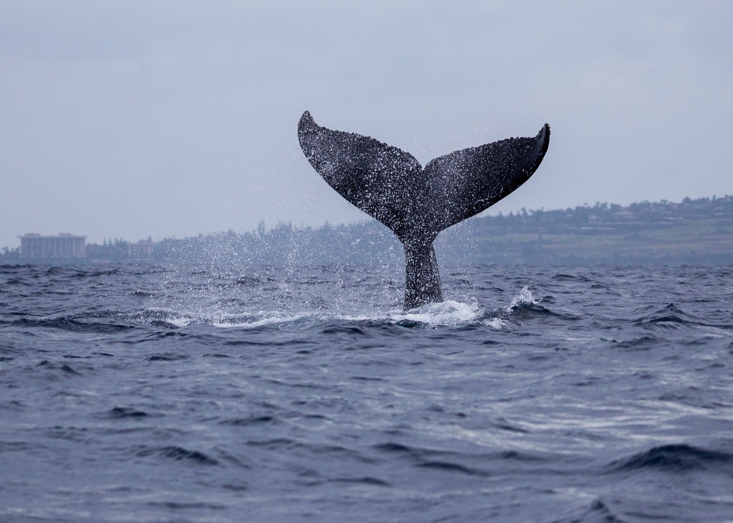 Whales - 7.jpg