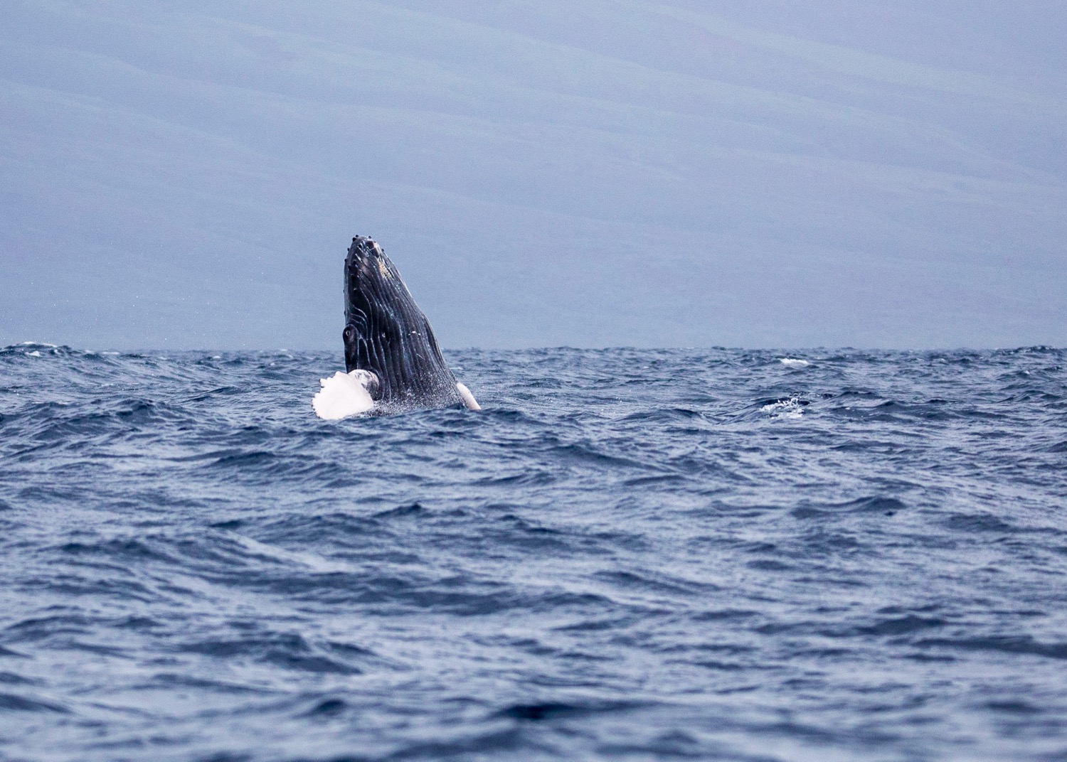 Whales - 13.jpg