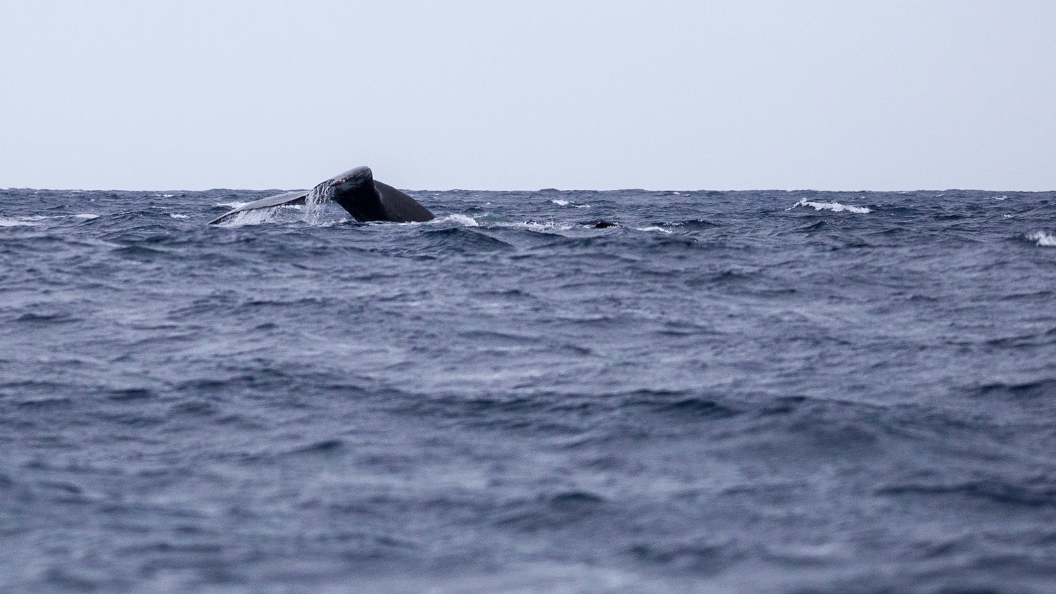 Whales - 15.jpg