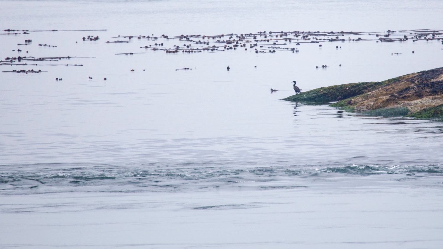  Cormorant (I think) on one of the small offshore rock outcrops. 