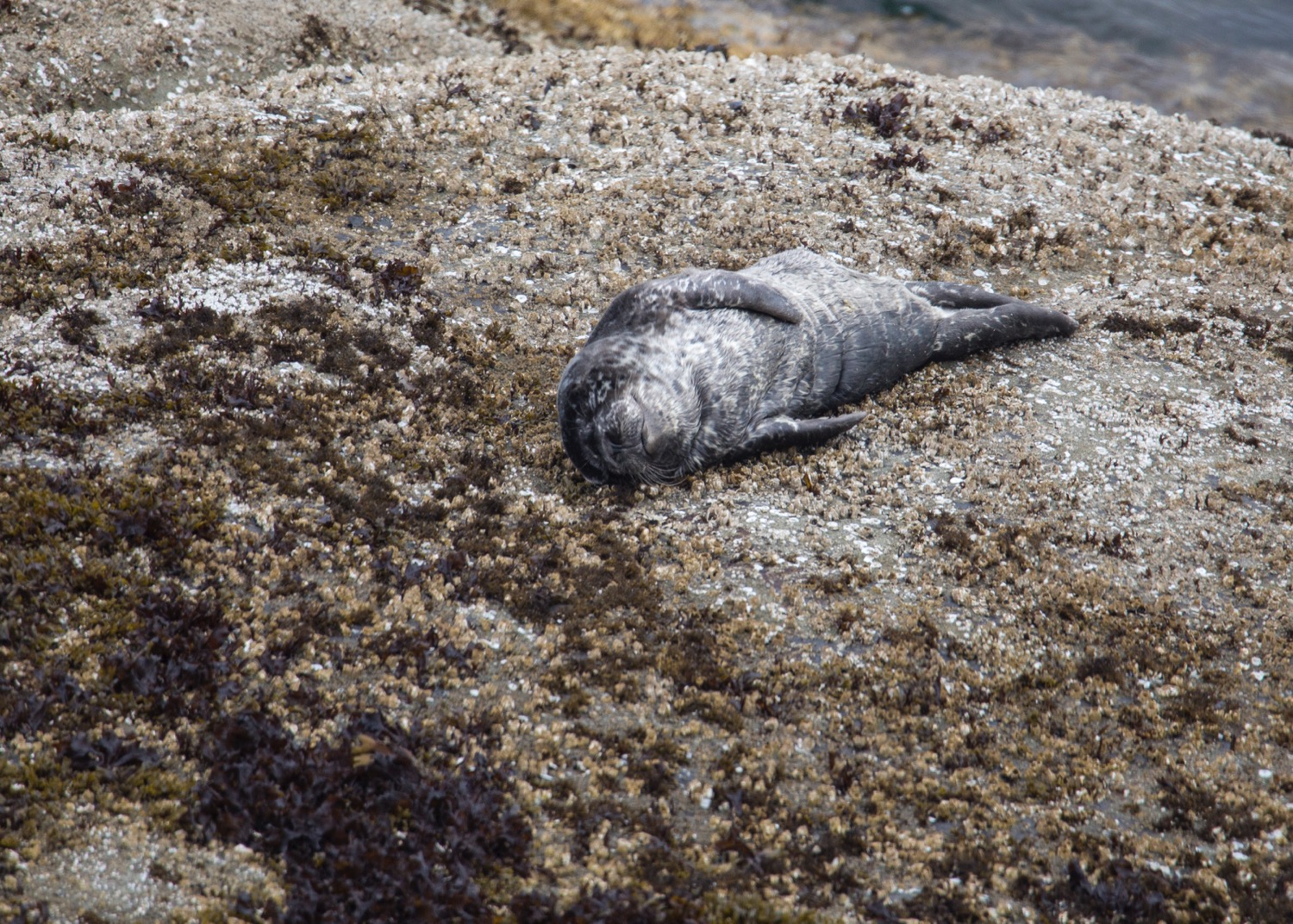  Harbour seal pup up on the rocks. 