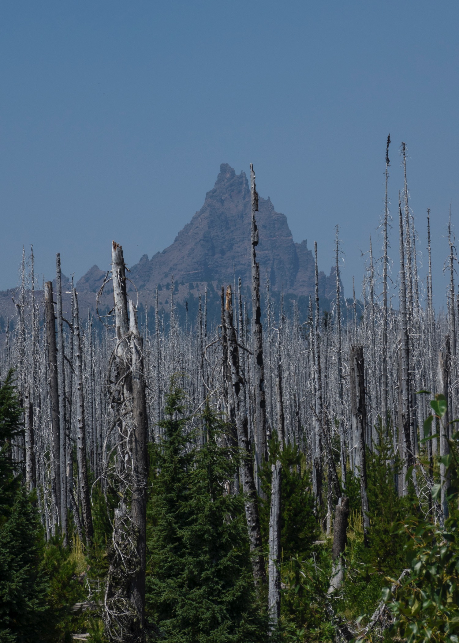 There had already been a huge fire in this area in the not-too-distant past. Mount Jefferson (I think) in the background.