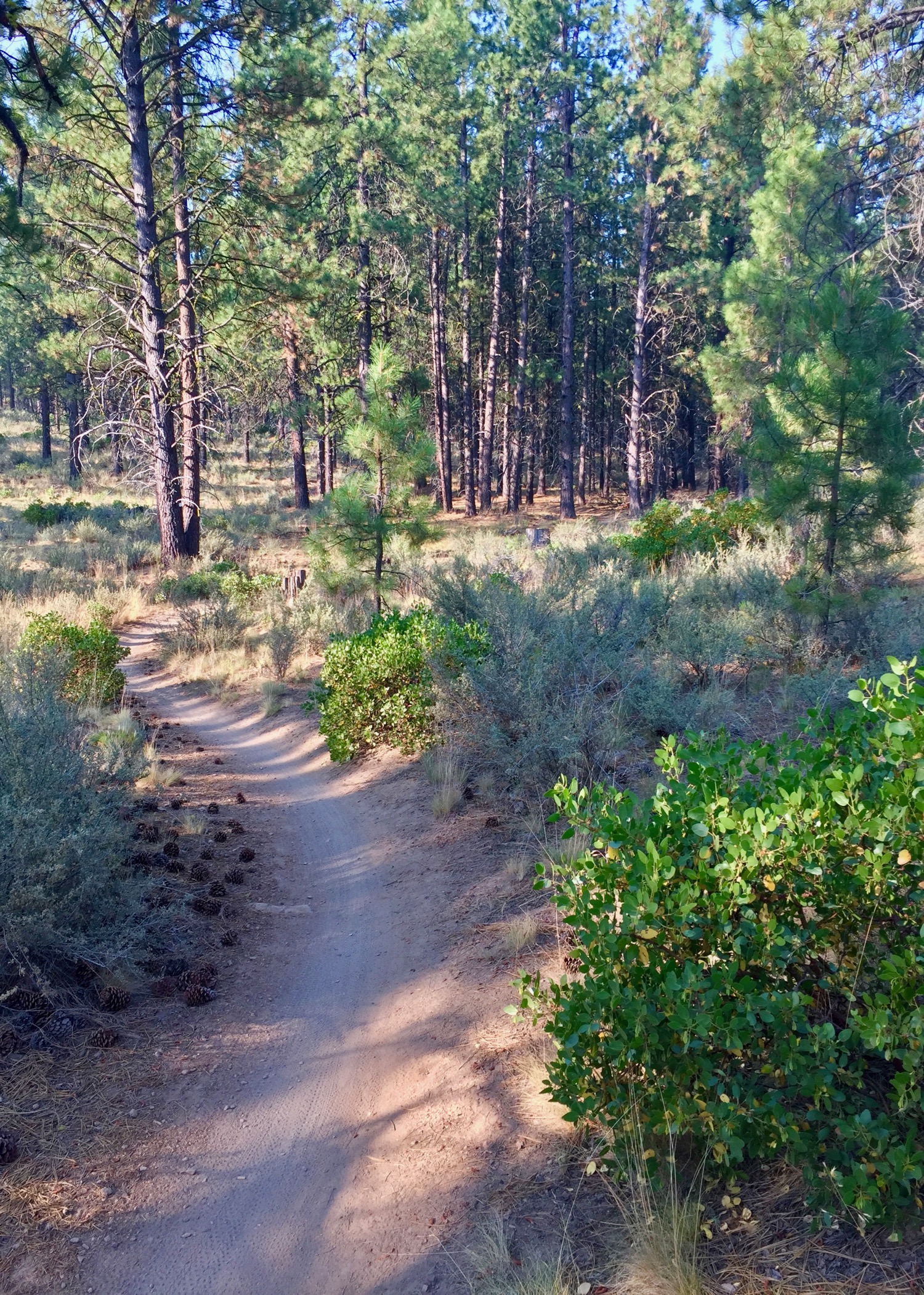 Fast, flowy trails through the pine forest - amazing!
