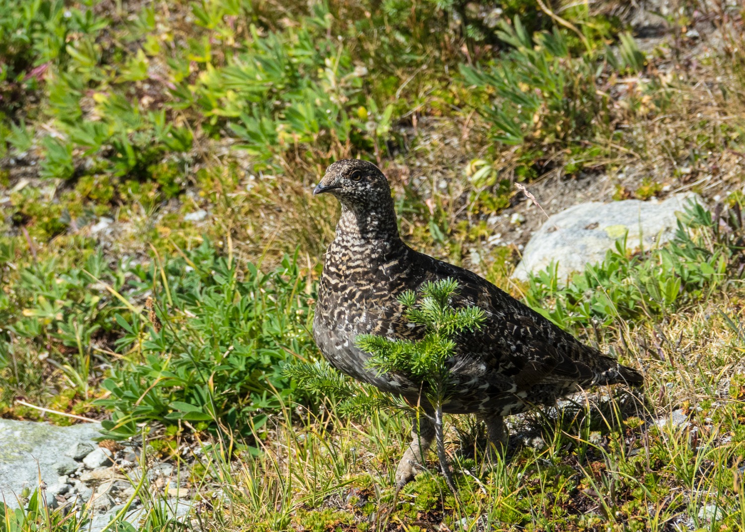 Rock ptarmigan