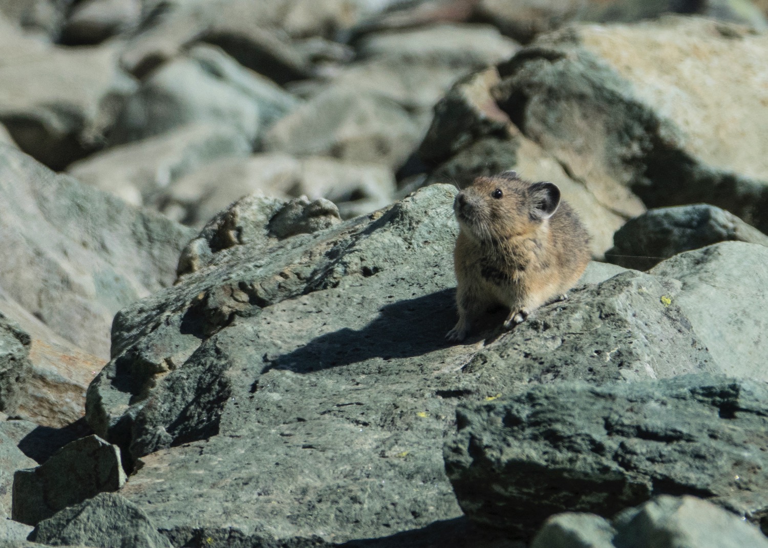 We finally saw some pika!