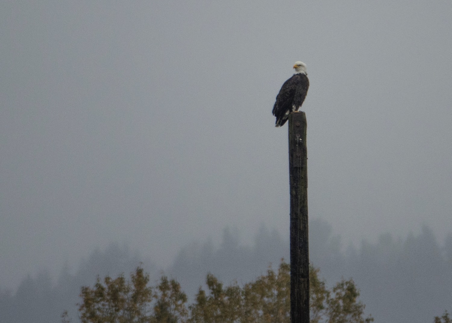  A local spectator 