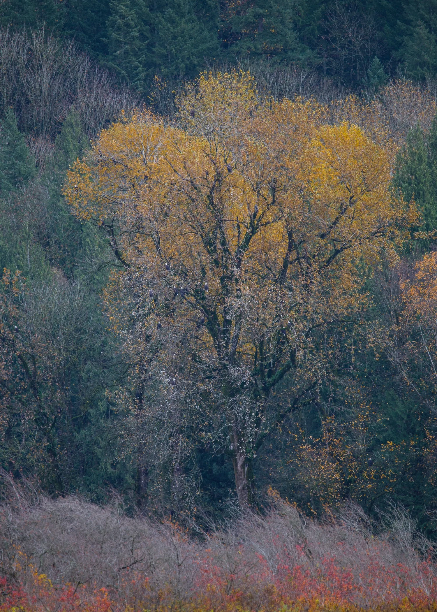 Look closely - all those little "golf balls" in the tree are eagles.
