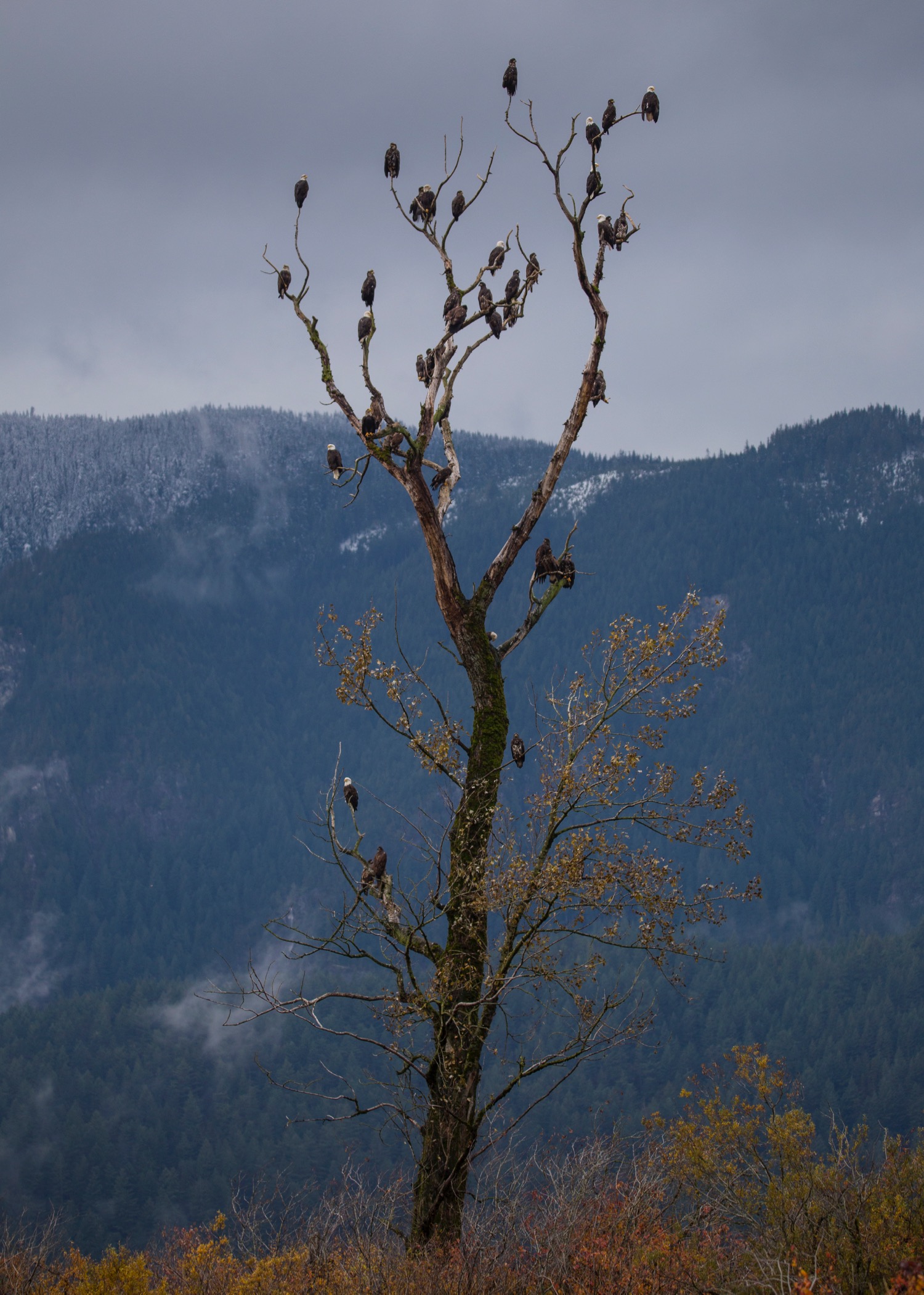 Eagle tree