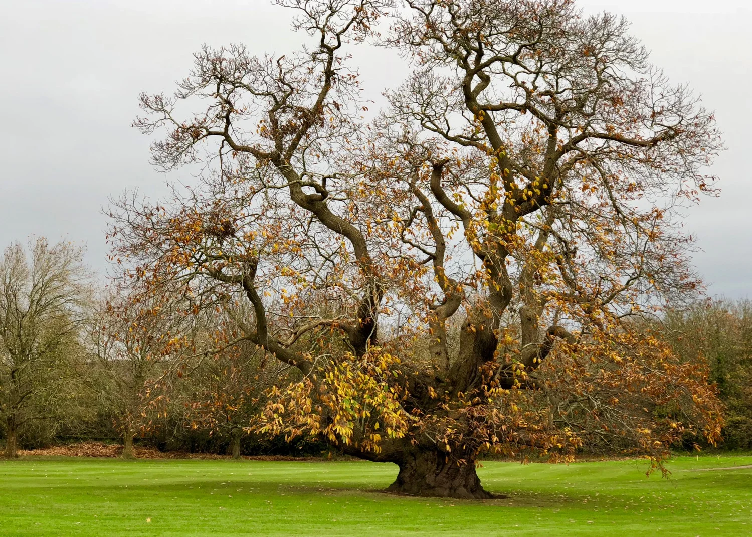  One of the many amazing old trees on the course 