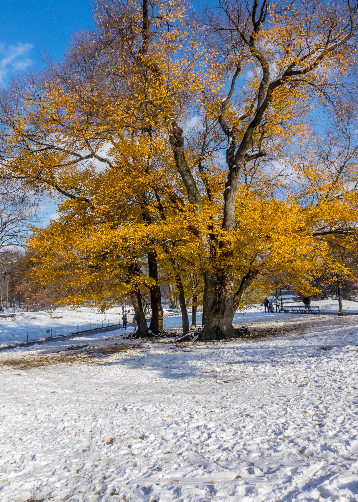  Despite the snow, winter hadn't totally arrived. Some of the trees still had some leaves, providing a pop of colour around the park. 