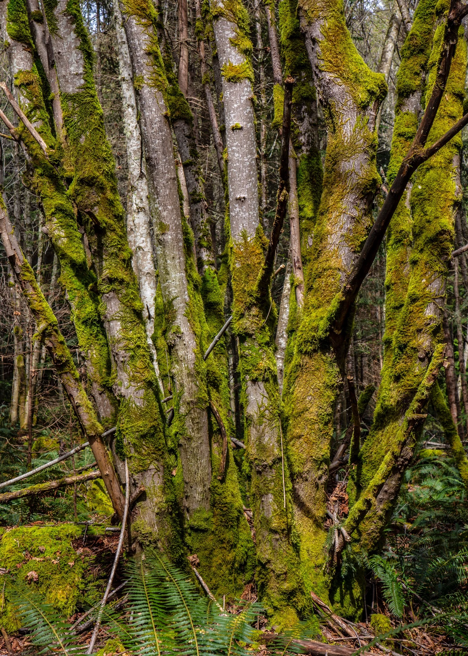  These trees were quite prominent along our little hike. Very cool, with lots of branches sprouting every which way. 