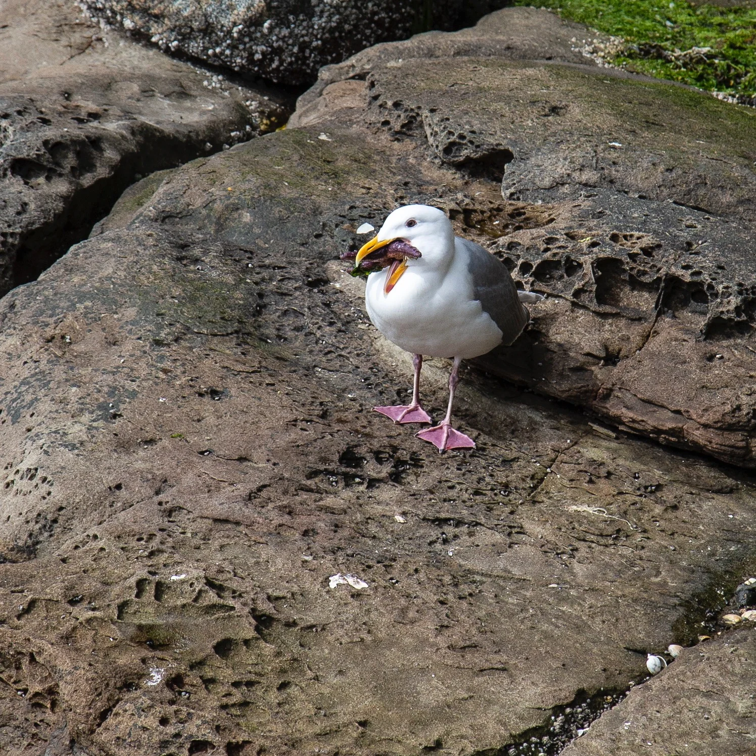  This dumb seagull seemed to have bitten off more than he could chew - literally - with this purple sea star. It seemed like there was no way he would be able to swallow it. But he worked at it for a good 20 minutes, then eventually swallowed it whol