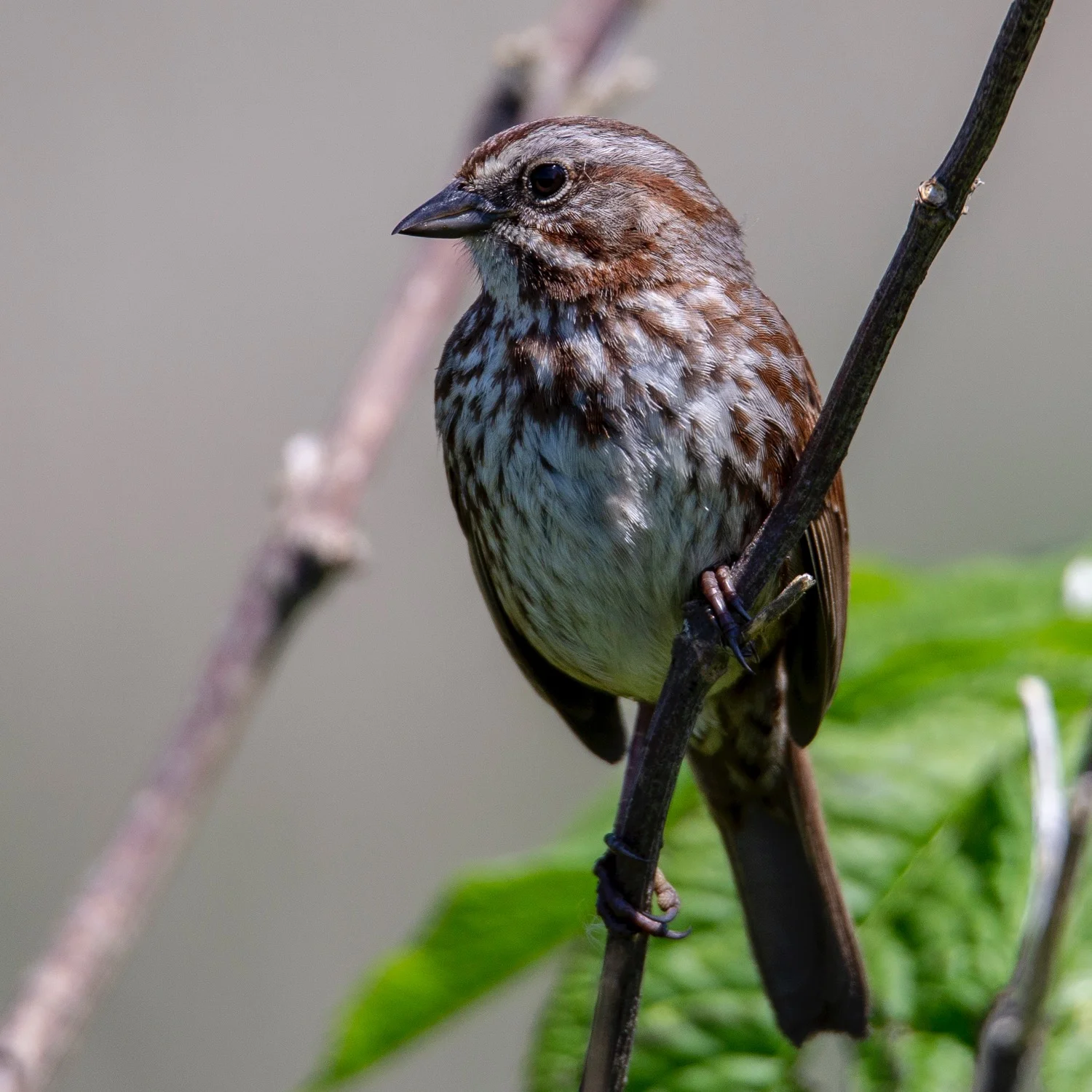  Another look at the Song Sparrow. 