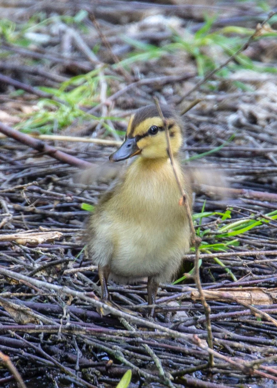  Flap those wings! 