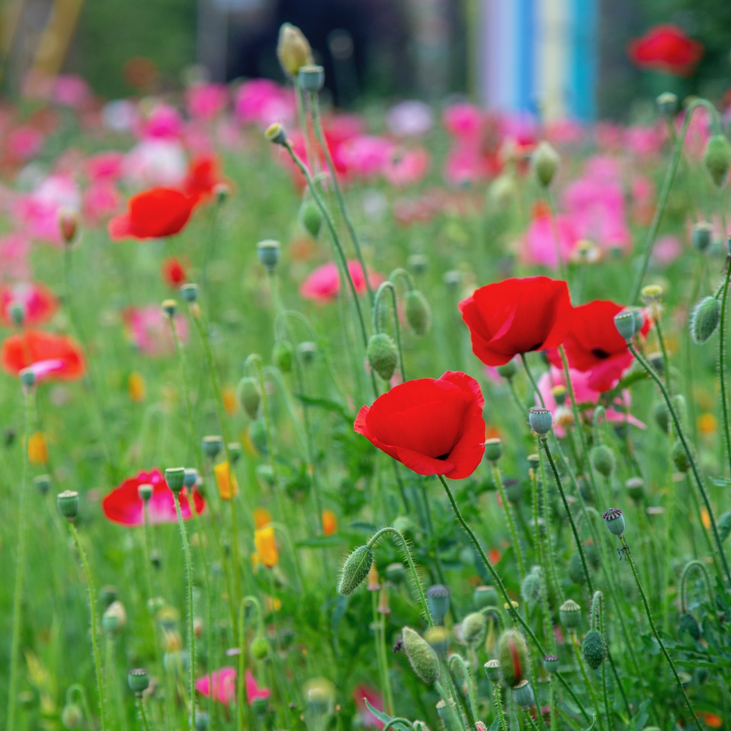 Vancouver Wildflowers - 1.jpg