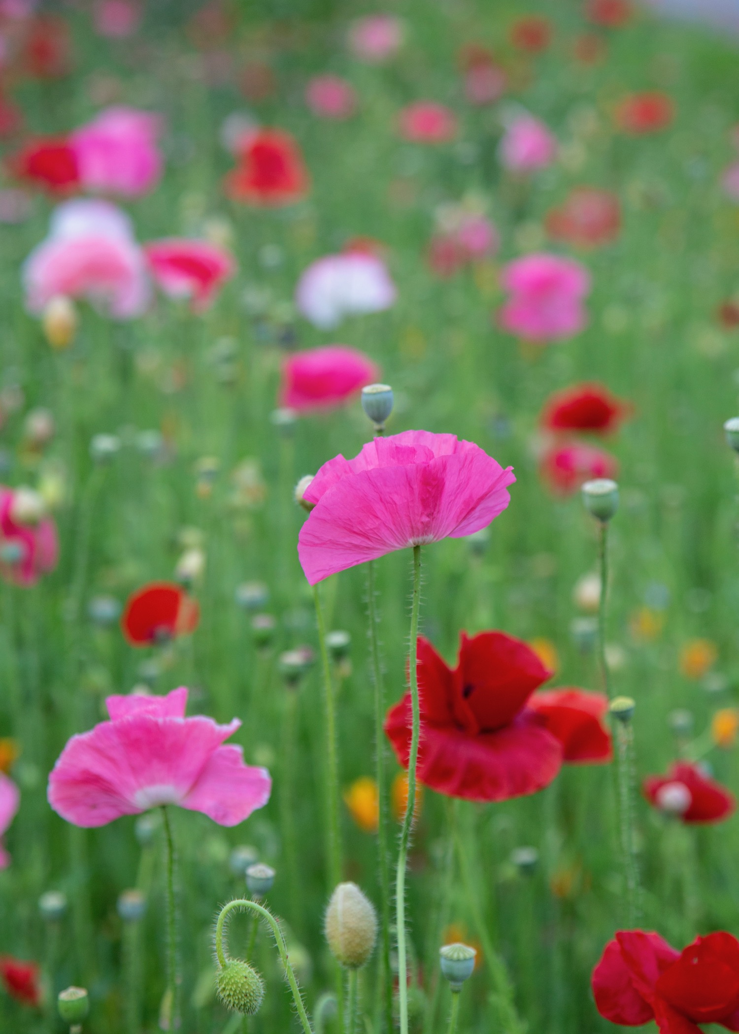 Vancouver Wildflowers - 2.jpg