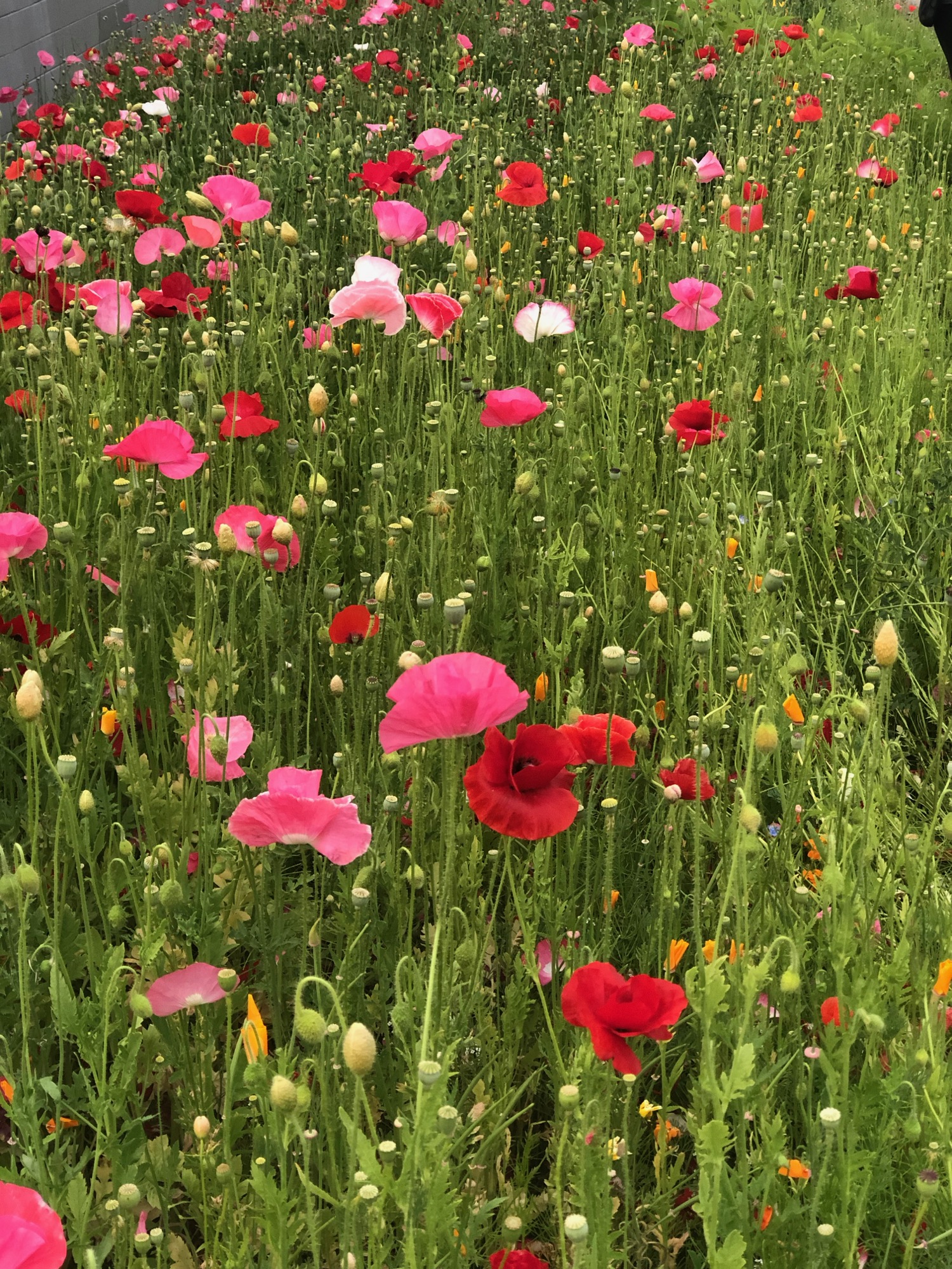 Vancouver Wildflowers - 3.jpg