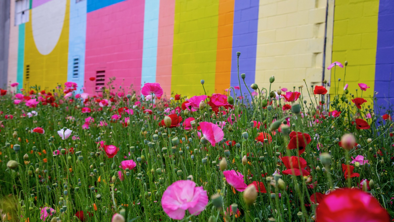 Vancouver Wildflowers - 8.jpg