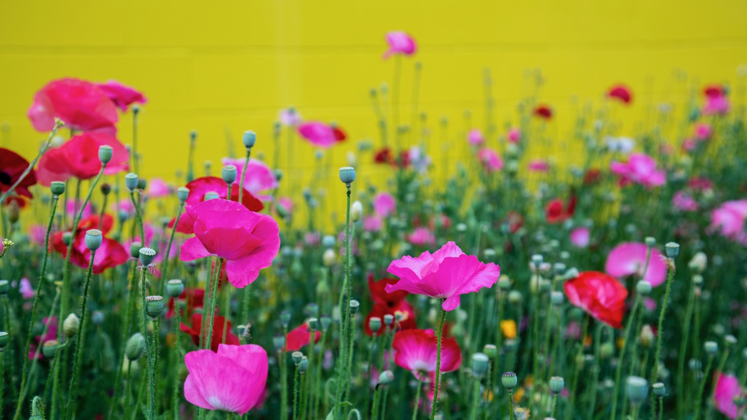 Vancouver Wildflowers - 10.jpg