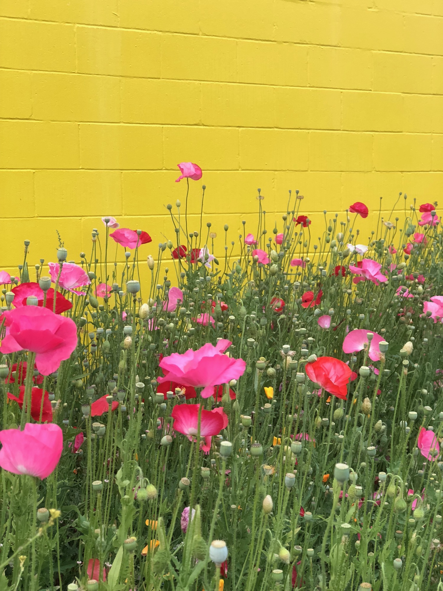 Vancouver Wildflowers - 13.jpg