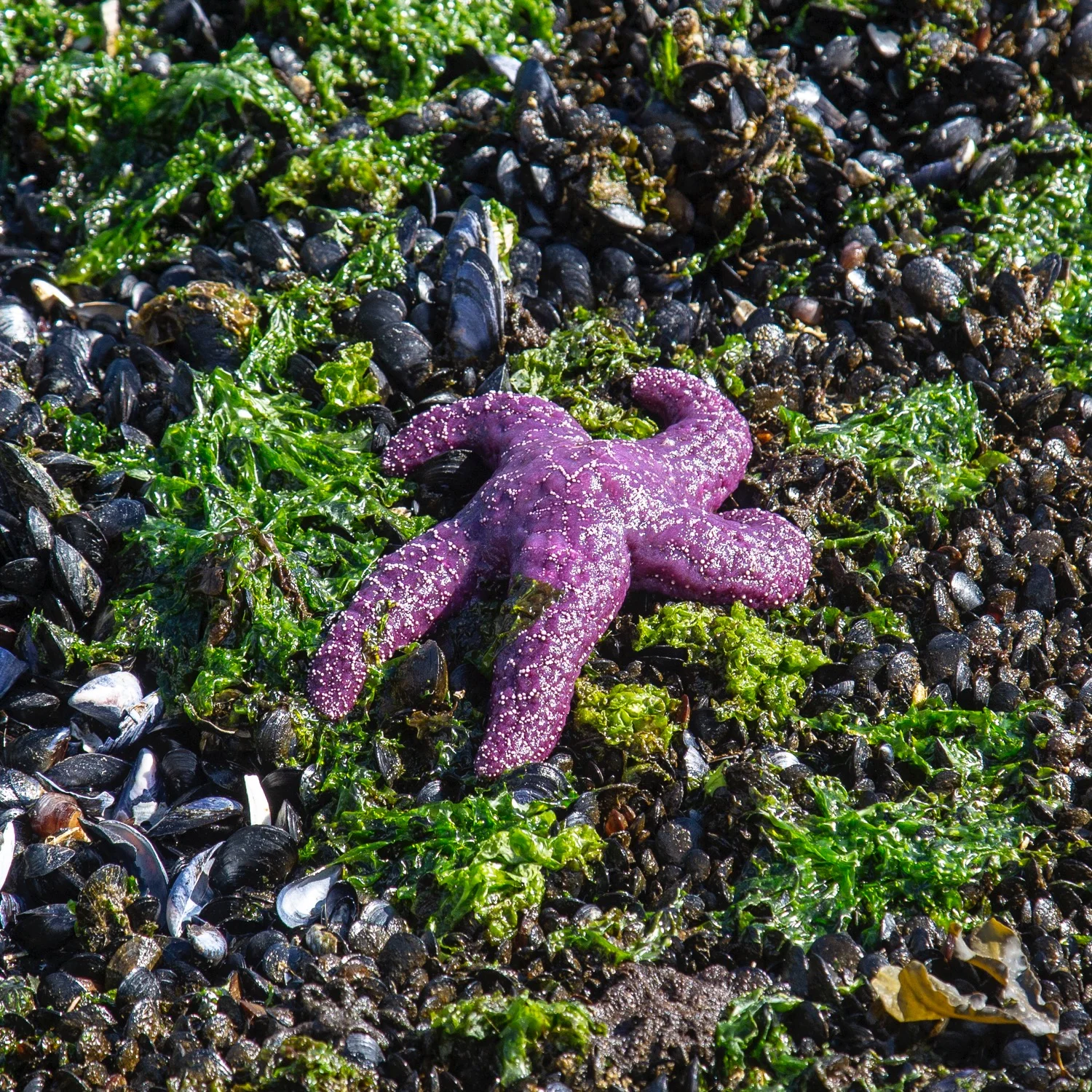 Exploring the tidal pools. The tide was way out, and this purple sea star was sitting up on the rocks