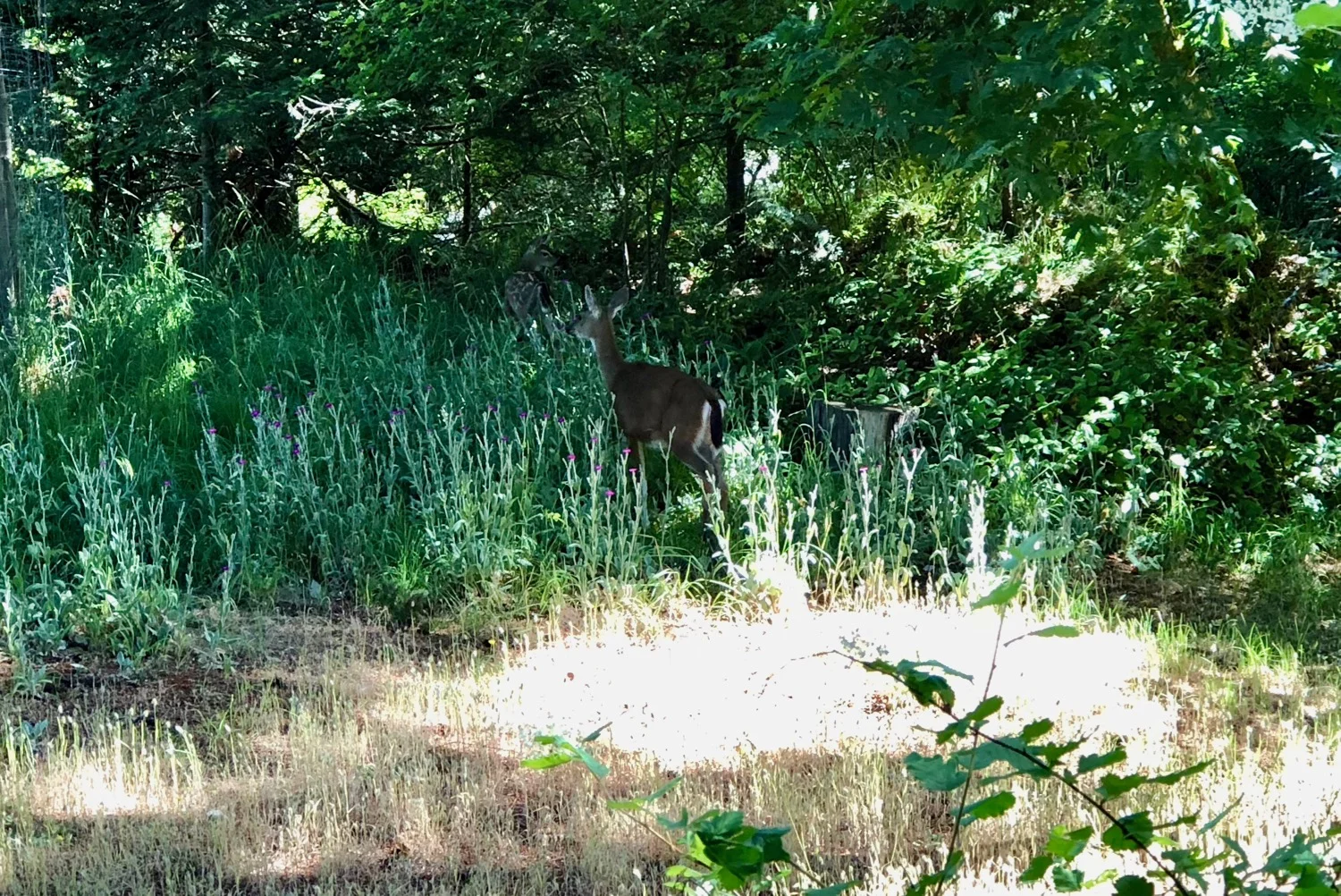 It's a pretty bad iPhone photo, but here's mom and her little one.