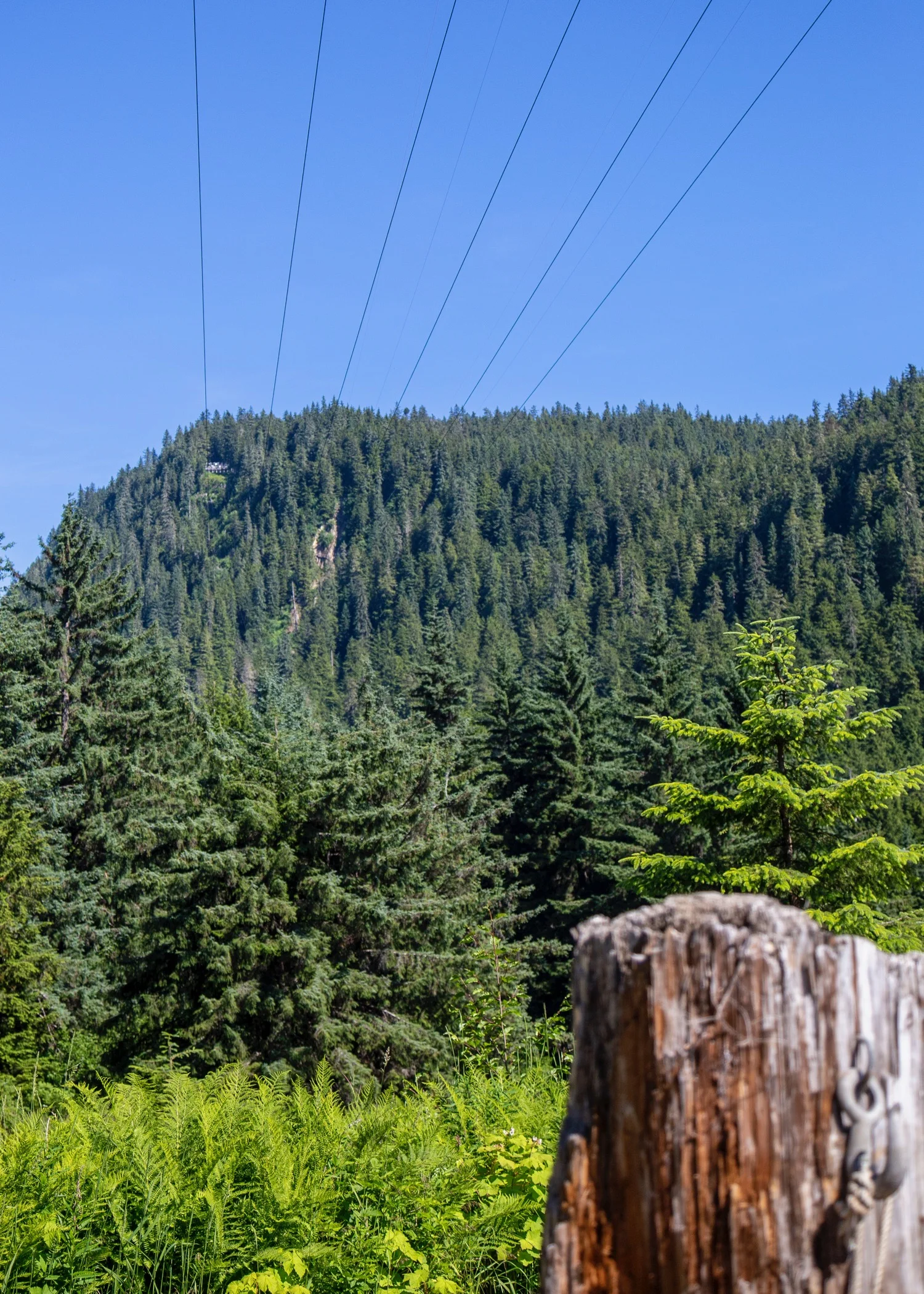 The crazy zip-line coming down overhead.