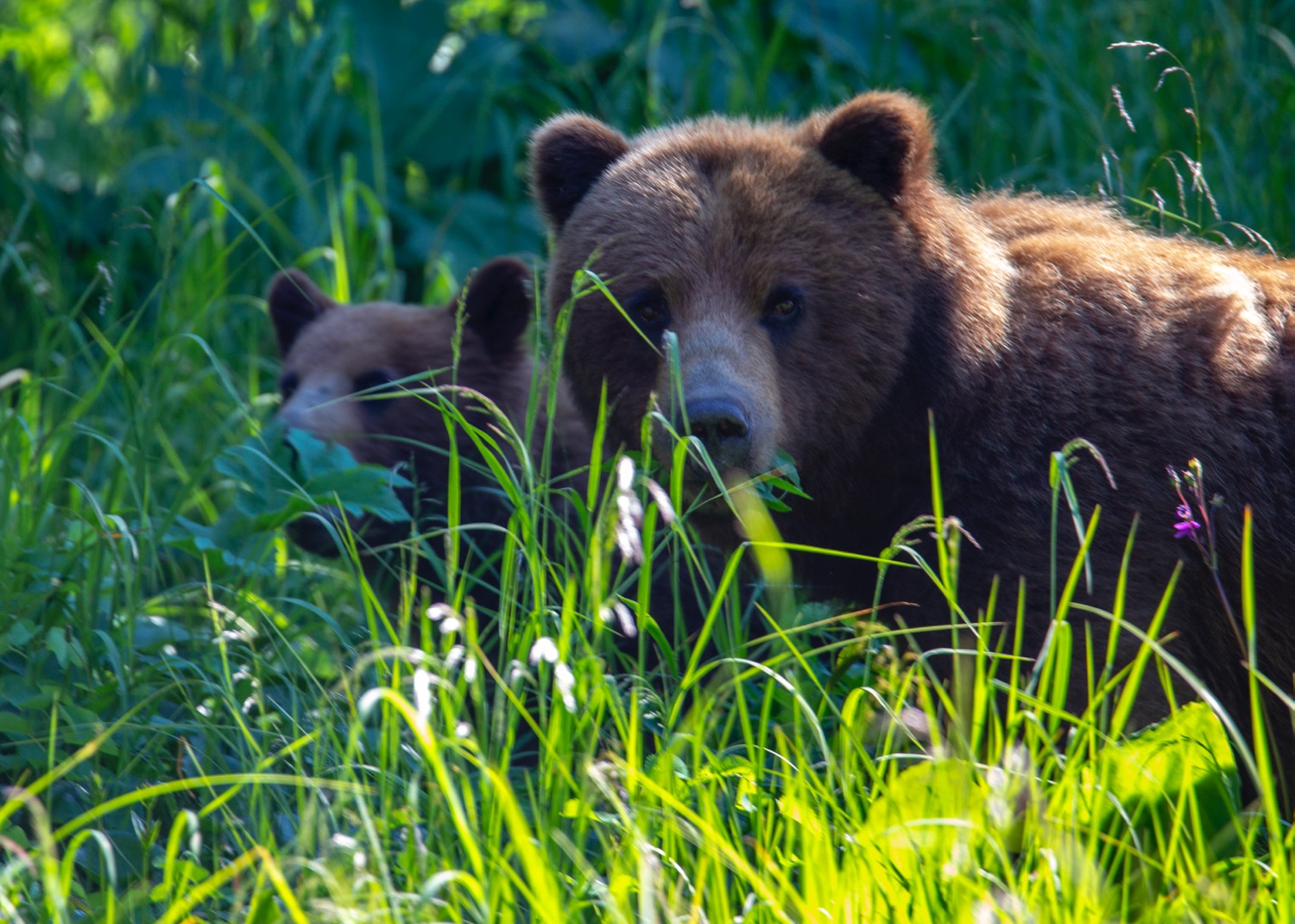 My best shot of the day - momma and cub.
