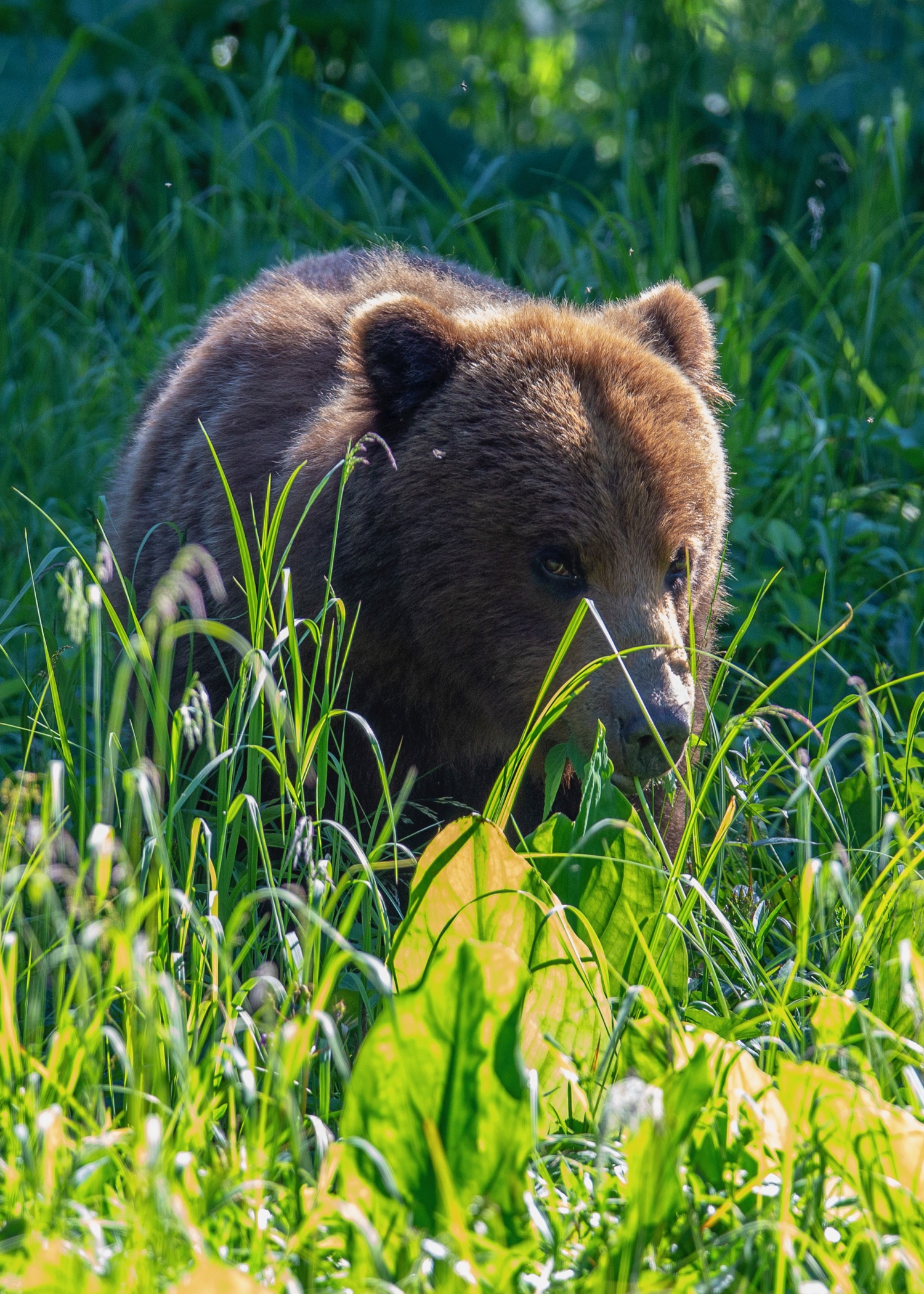 My one decent shot of the cub by itself.