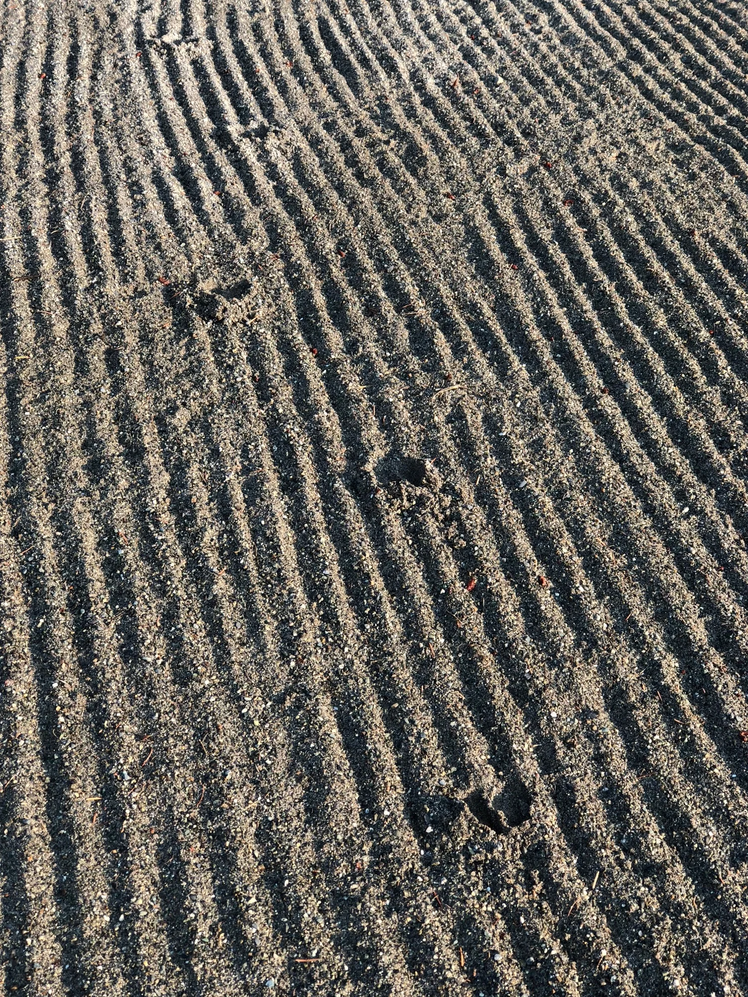  Deer tracks in the sand trap. Do they not train these deer to use the rake? 