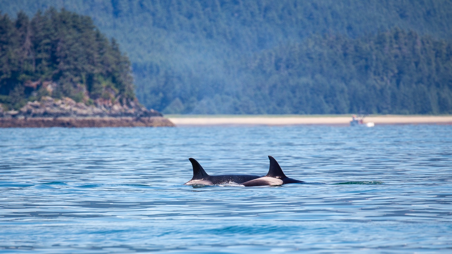Orcas on the hunt.