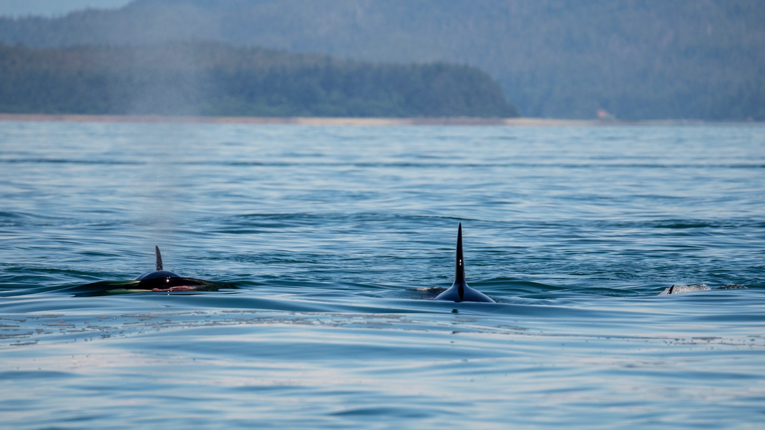 Three of the orcas after the hunt. If you look at the one on the left, you can see a splash of pink at the water line.