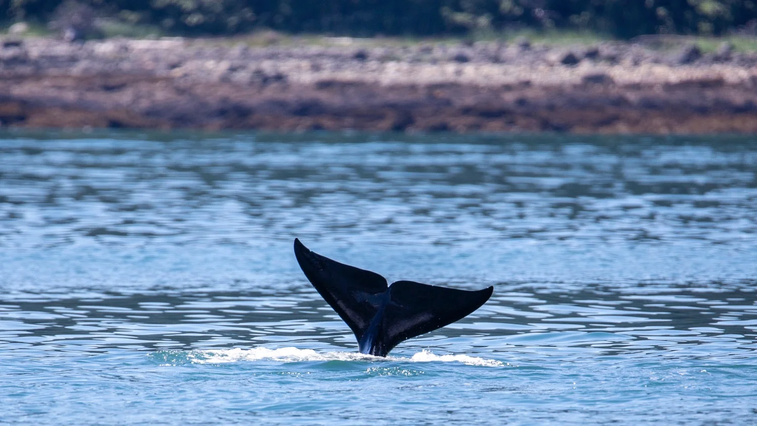 We got one last tail wave before we had to move on and leave the orcas to their hunting.