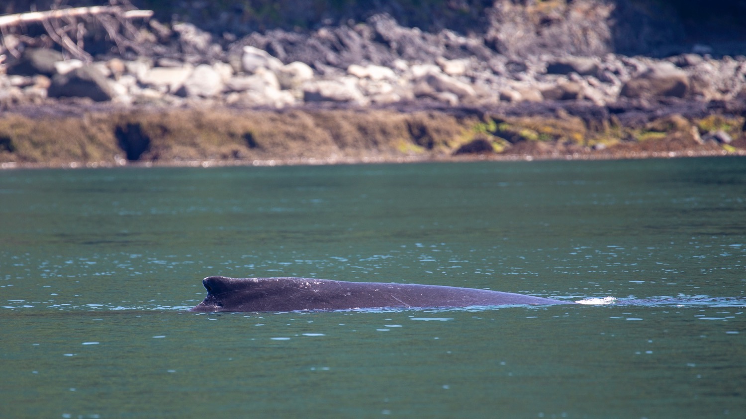 Juneau Alaska - 49.jpg