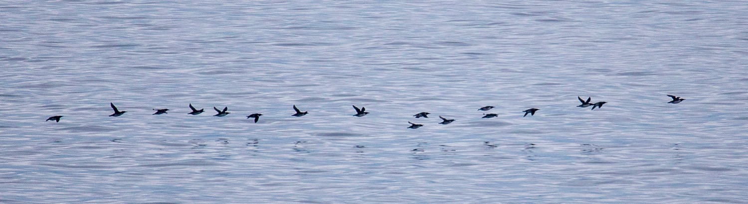 Common Murres in flight. We saw lots of these guys on this leg of the trip. A word of warning. Many of the photos in this post are not up to my standards - they were taken from a moving cruise ship doing 27 knots of critters that were often far away and even heading the opposite direction. So basically, they're not very good...