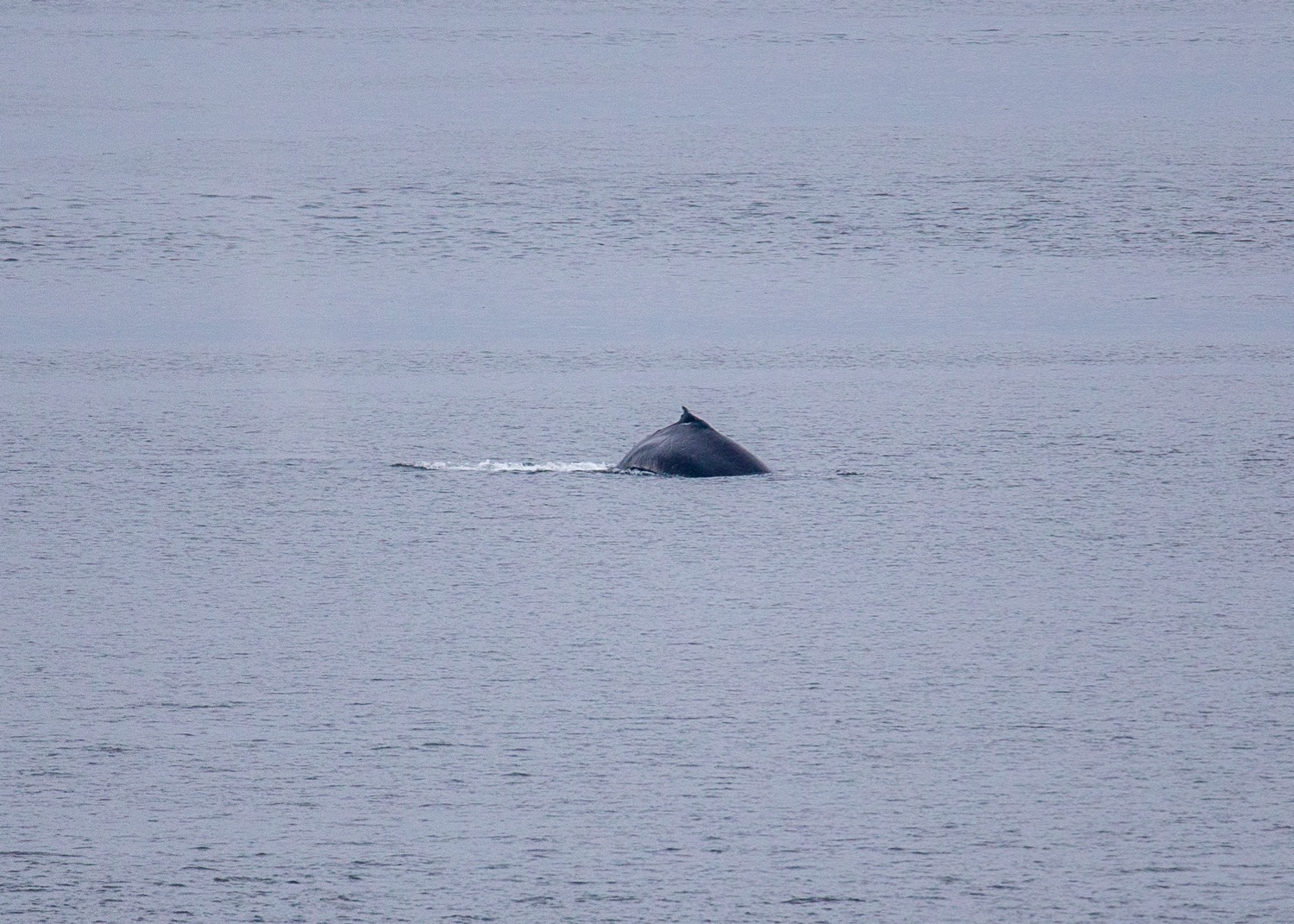  There were actually two whales at this time 
