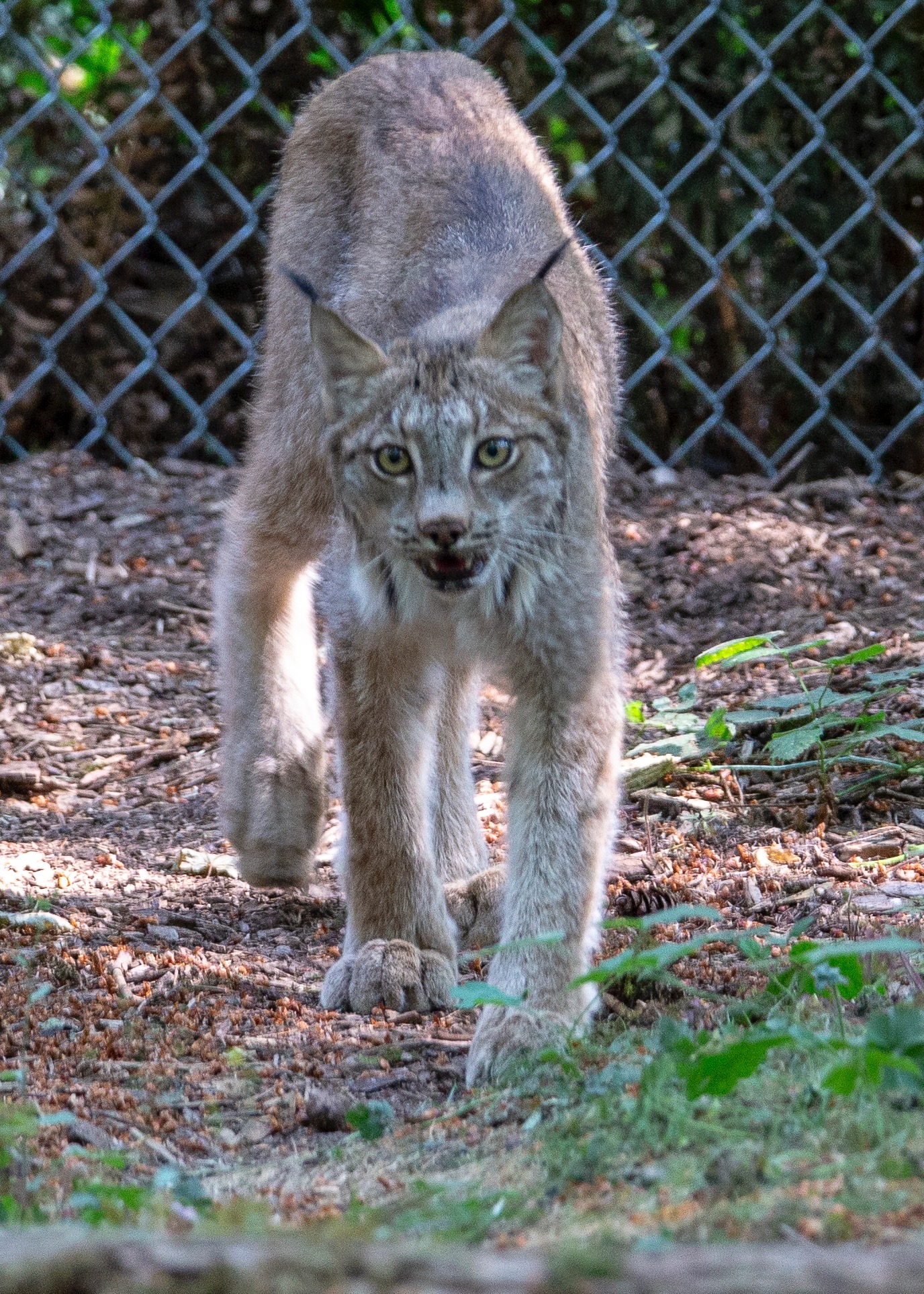  The Canadian Lynx was up and wandering about it’s habitat. 