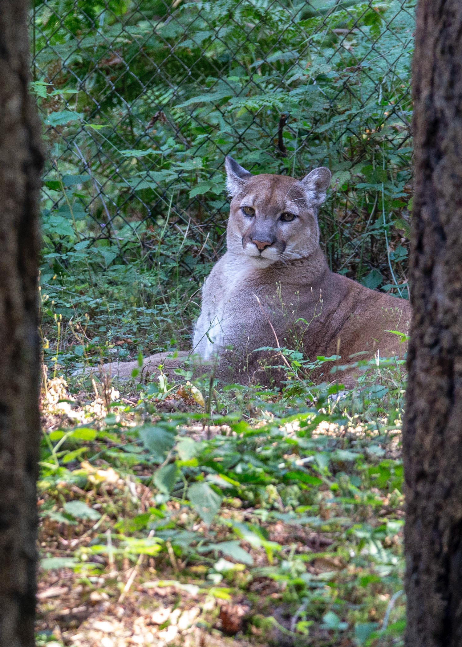  But the cougar was feeling a bit more lazy. 