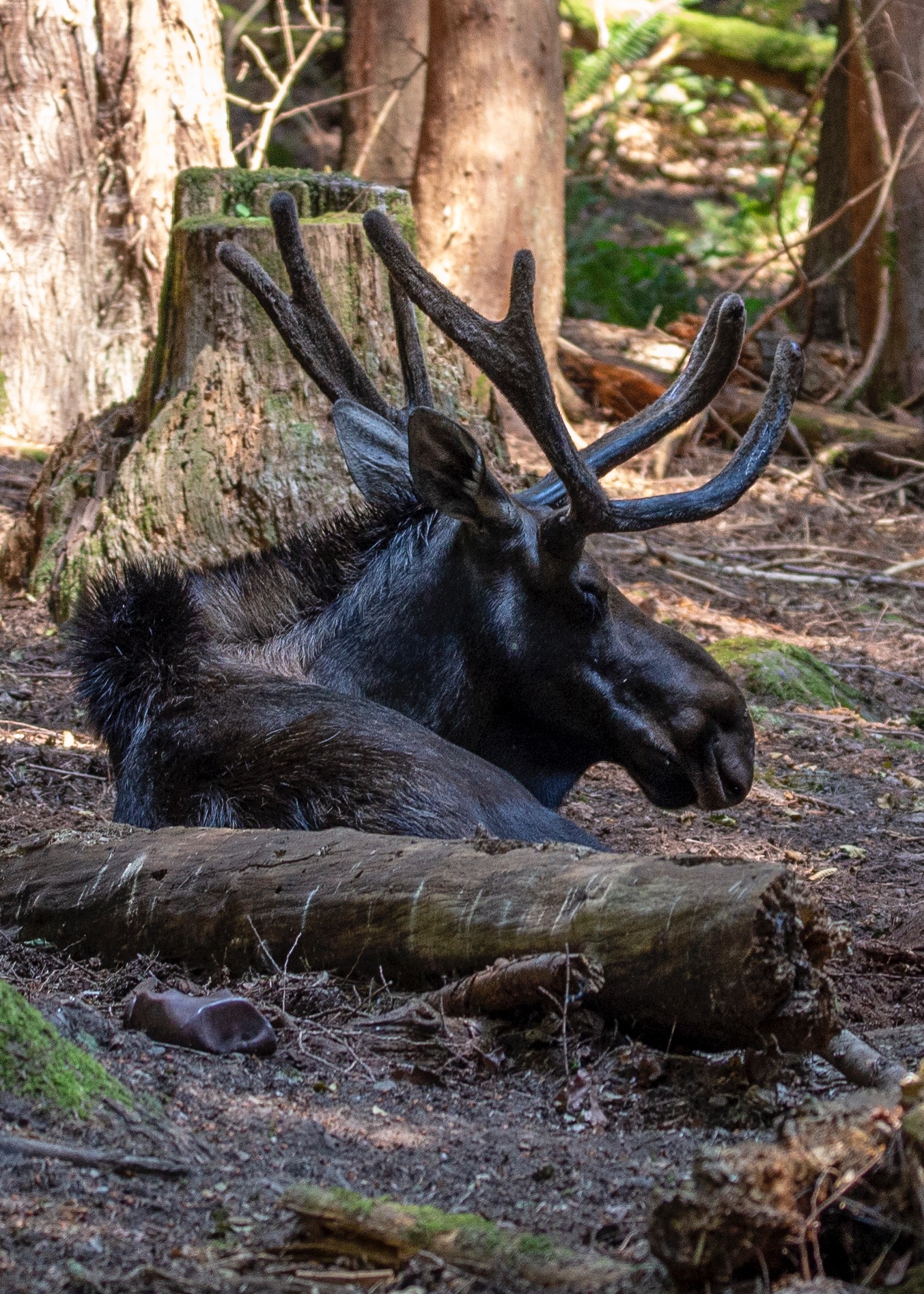  There were a few moose, all lying down in the shade. 