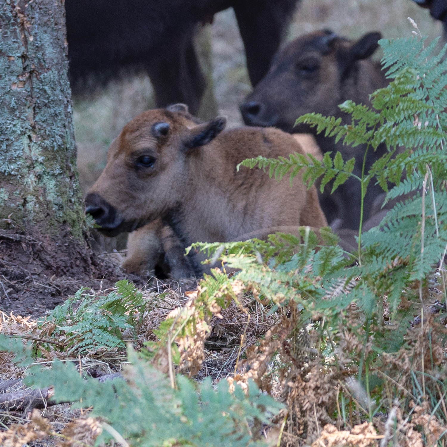  The bison herd was healthy, with lots of little ones. 