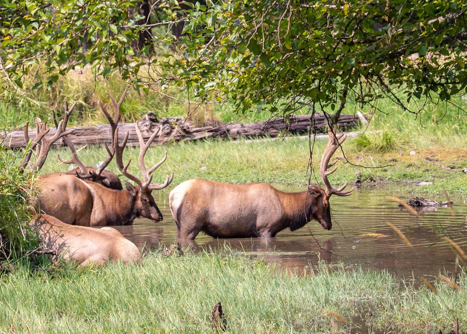  The male Roosevelt Elk were all hanging out together in a pond enjoying the cool water. 