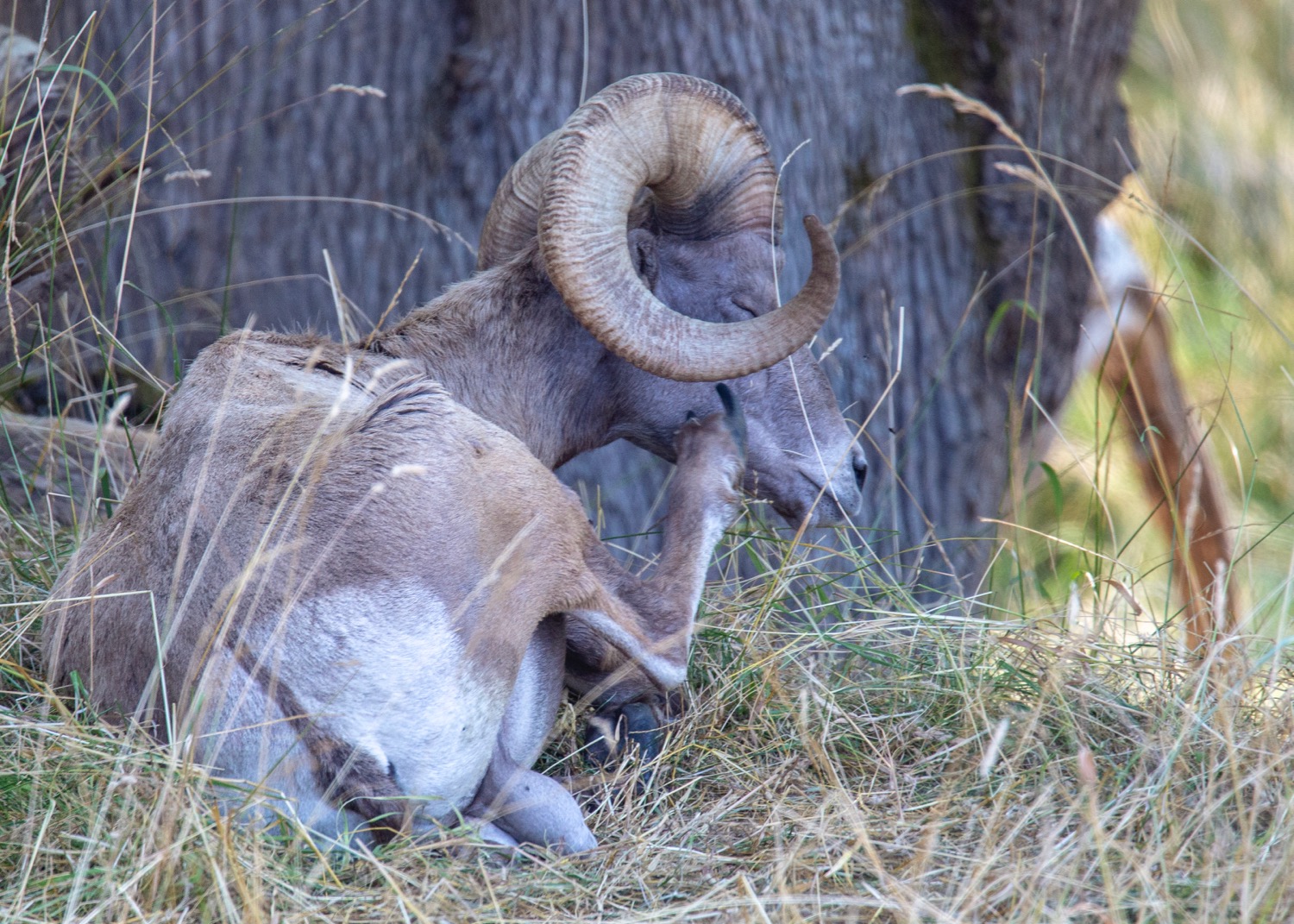  The bighorn sheep were also trying to stay cool in the shade. 