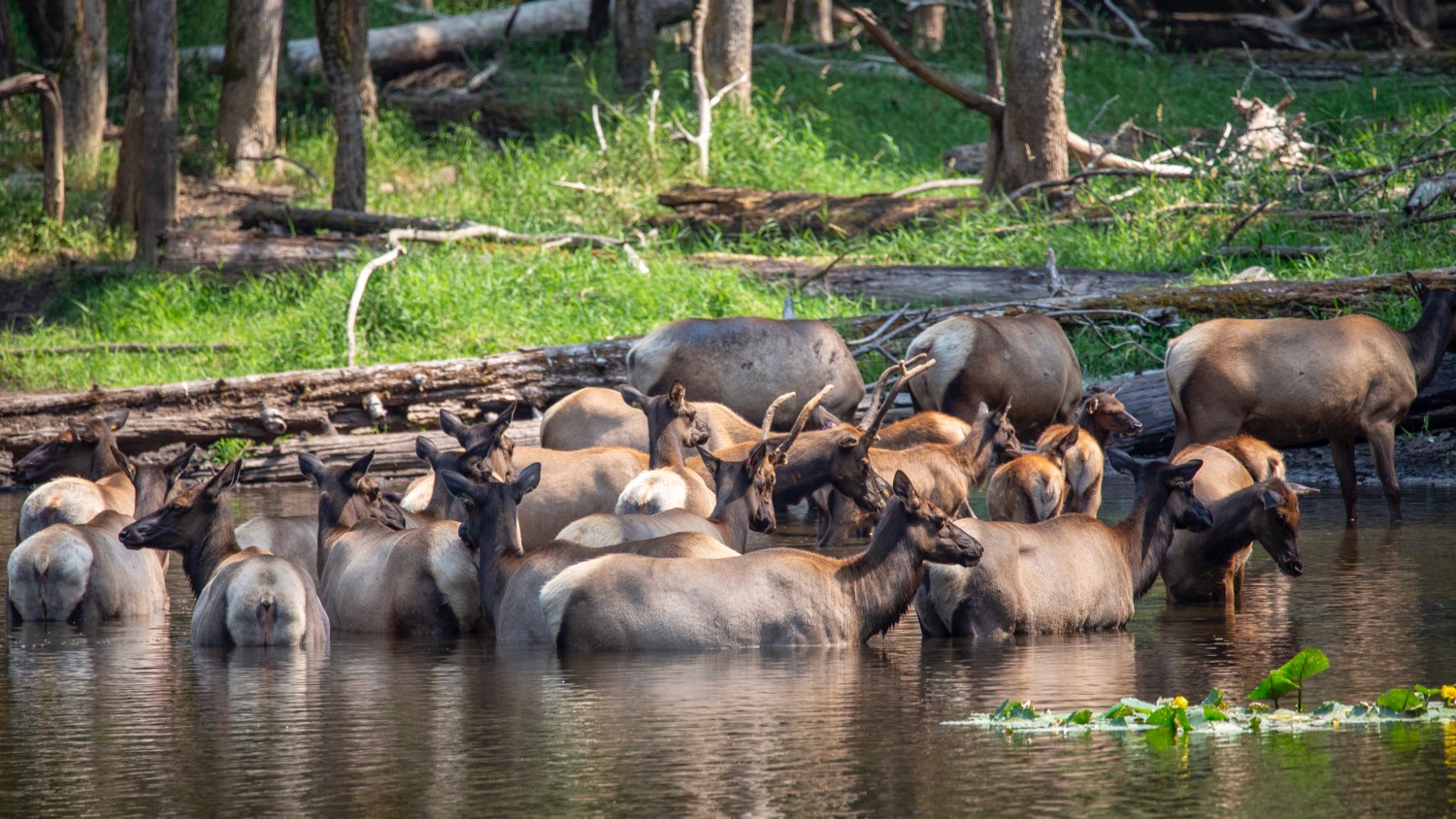  The female and young elk were in a separate herd, but also had found some water. 