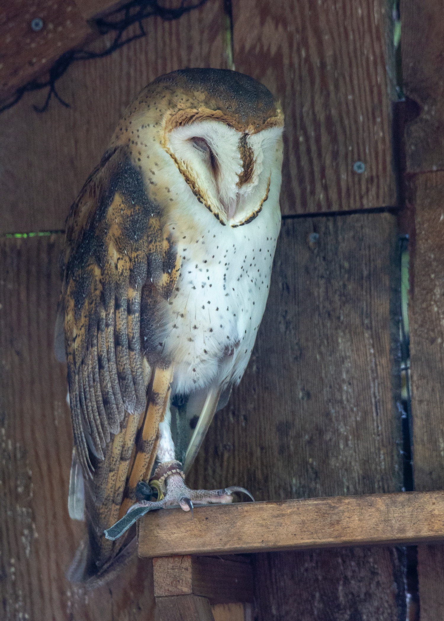  Barn Owl 