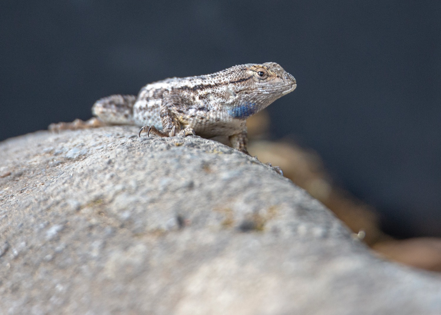 This little guys was hanging out around the campsite. From what I can tell, its a juvenile Western Fence lizard. He (?) made an appearance many times throughout the days at the campground.